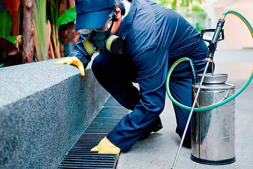Servicio de Desratización Profesional
